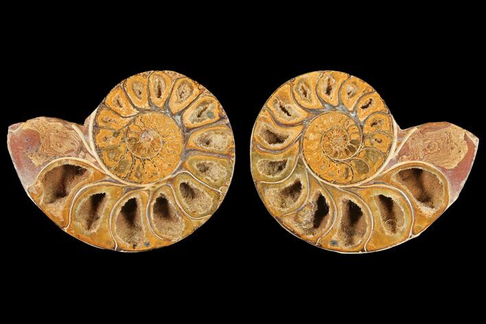 Cut & Polished Agatized Ammonite Fossil- Jurassic #131618